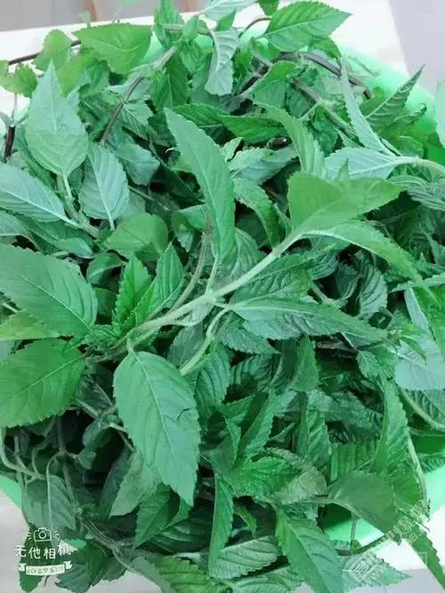 越南凉粉草报关海运出口代理