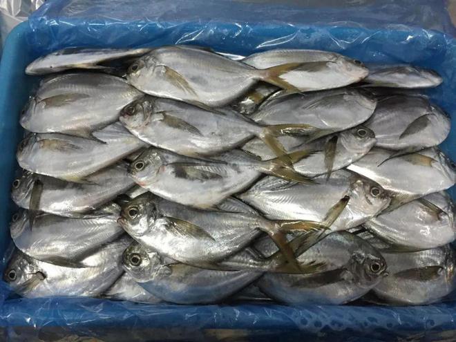 进口海鲜深圳代理清关公司