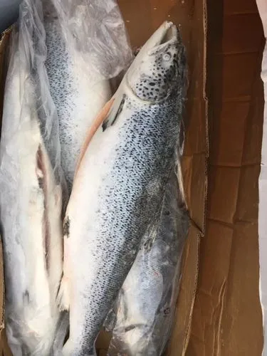 澳大利亚水产品进口代理清关公司