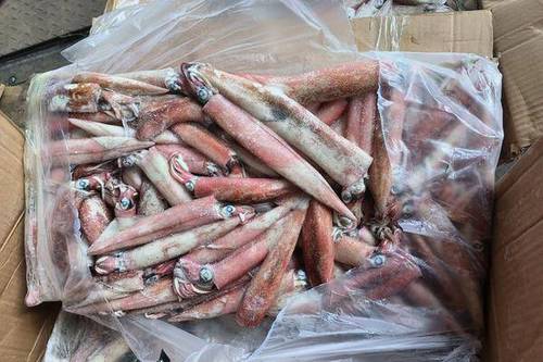 冷冻鱿鱼深圳进口代理清关操作流程