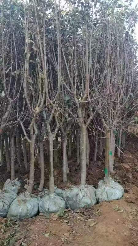 果树苗出口需要办理哪些单证？