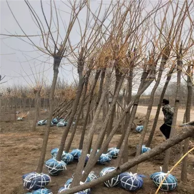 果树苗出口报关单证需要哪些？