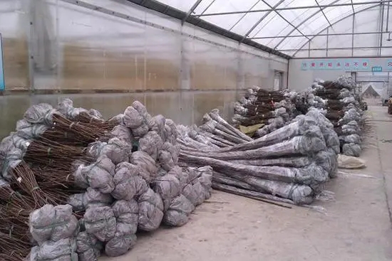 花卉苗木出口报关检疫单证如何办理？