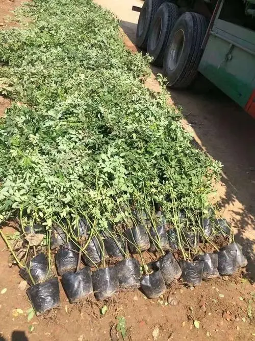 种苗出口报关报检需要哪些单证？