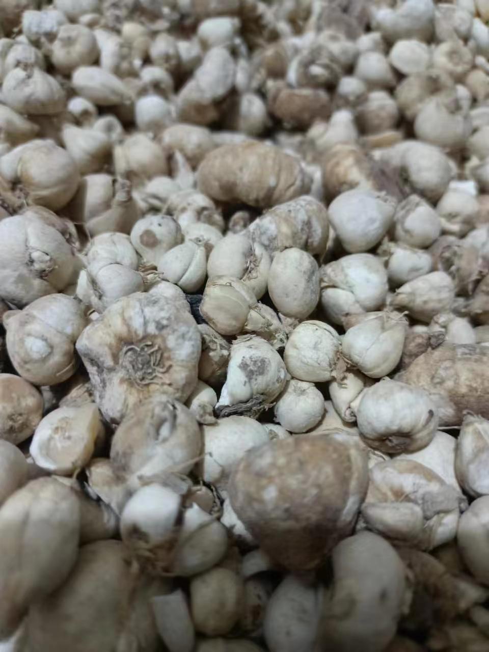 如何办理贝母进口清关手续？